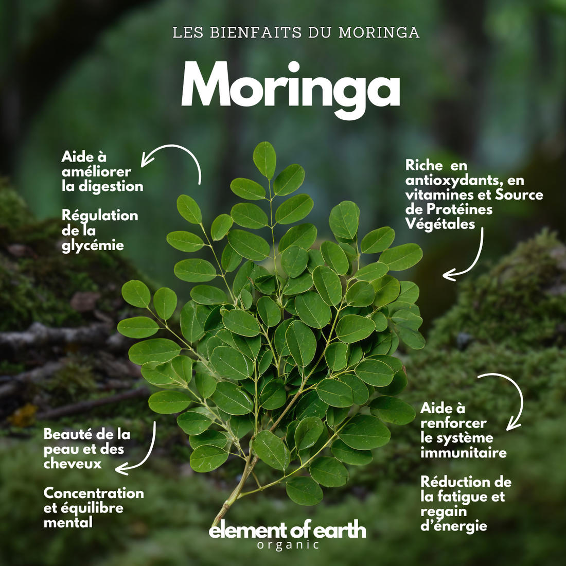 Le Guide Ultime du Moringa : Bienfaits, Nutrition et Mode d'Emploi (2026)